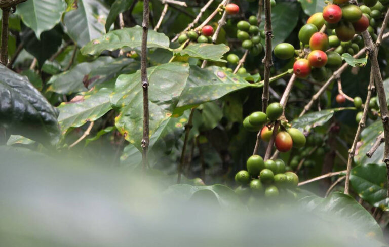 เมล็ดกาแฟเชอรี่ บ้านเทพเสด็จ